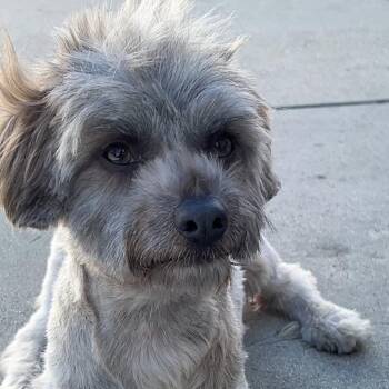 Maltese and Poodle Dogs Available for Adoption in Los Angeles, California - Luffy A2265439 | PetCurious