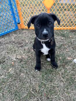 Rescue Staffordshire Bull Terrier and Boxer Dogs for Adoption in Lincoln Park, Michigan - Mason | PetCurious