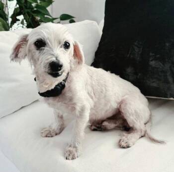 BOOKER -  Yorkshire Terrier and Poodle Dog for Adoption in Franklin, Tennessee - BOOKER | PetCurious