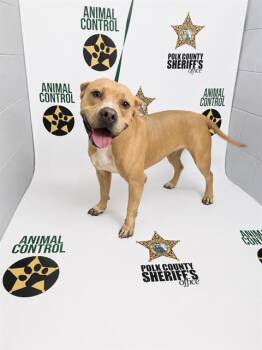 TOAST -  American Bulldog and Mixed Breed Dog for Adoption in Winter Haven, Florida - TOAST | PetCurious