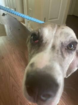 Poptart -  Mixed Breed Dog for Adoption in Cincinnati, Ohio - Poptart | PetCurious
