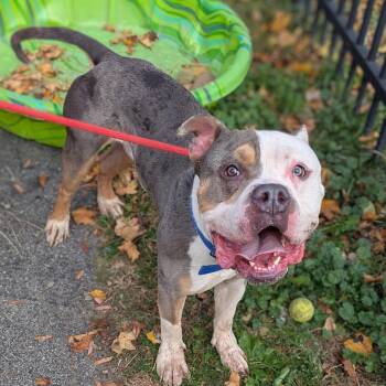 Bop-It -  Pit Bull Terrier Dog for Adoption in Buffalo, New York - Bop-It | PetCurious