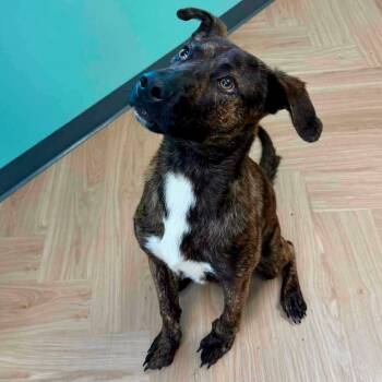 Mash -  German Shepherd Dog Dog for Adoption in Manchester, Tennessee - Mash | PetCurious