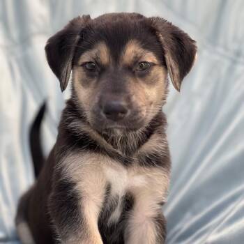 Chess Pup - Rook -  Wire Fox Terrier and Shepherd Dog for Adoption in San Diego, California - Chess Pup - Rook | PetCurious