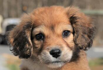 Spaniel Dogs Available for Adoption - Nola-Available! Www.lhar.dog To Apply! | PetCurious