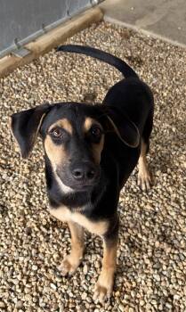 Labrador Retriever Dogs Available for Adoption in Sterling, Massachusetts - Dobi 5 Months Female AVAIALBLE 4/29 | PetCurious