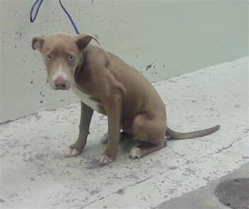 A2081218 -  Staffordshire Bull Terrier Dog for Adoption in Houston, Texas - A2081218 | PetCurious