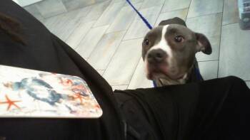 A1271422 -  Pit Bull Terrier Dog for Adoption in Charlotte, North Carolina - A1271422 | PetCurious