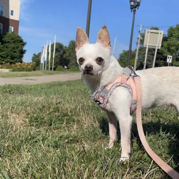 Old Navy D11900 -  Chihuahua Dog for Adoption - Old Navy D11900 | PetCurious