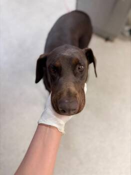 STEW -  Doberman Pinscher Dog for Adoption in Riverside, California - STEW | PetCurious