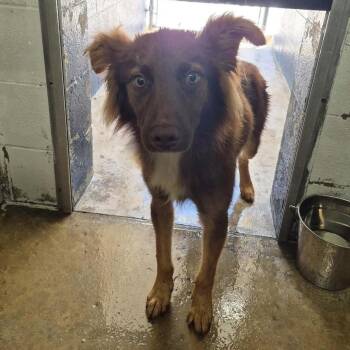 Tucker - FOSTER NEEDED -  Mixed Breed Dog for Adoption - Tucker - FOSTER NEEDED | PetCurious
