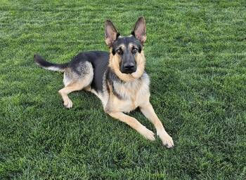 Duke -  German Shepherd Dog Dog for Adoption in Eagle, Idaho - Duke | PetCurious