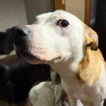 Mixed Breed Dogs Available for Adoption - Petey | PetCurious