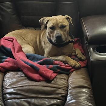 Pit Bull Terrier Dogs Available for Adoption - Trix  | PetCurious