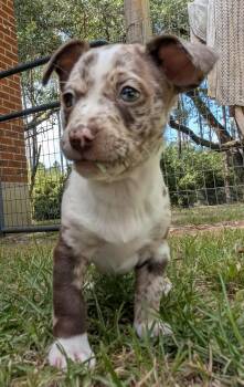 Sundae -  Dachshund Dog for Adoption in Semmes, Alabama - Sundae | PetCurious