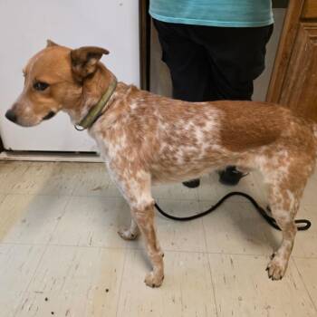 Topper -  Cattle Dog Dog for Adoption in Denison, Texas - Topper | PetCurious