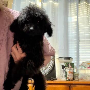 Nash -  Poodle Dog for Adoption in Phoenix, Arizona - Nash | PetCurious