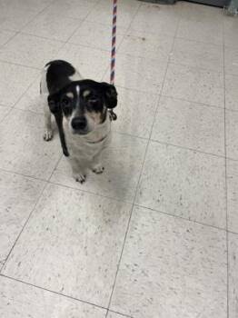 Parson Russell Terrier and Mixed Breed Dogs Available for Adoption - Rosko | PetCurious