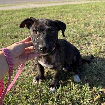 Labrador Retriever Dogs Available for Adoption in Harlingen, Texas - Maxi | PetCurious