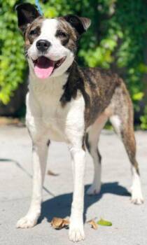 AC-4882 "Darcy" -  Cattle Dog Dog for Adoption in Conyers, Georgia - AC-4882 "Darcy" | PetCurious