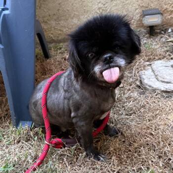 Ophelia -  Pekingese Dog for Adoption in Dallas, Texas - Ophelia | PetCurious