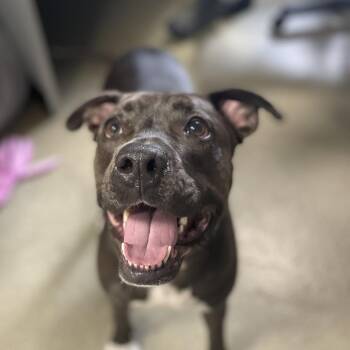 Loodah -  Pit Bull Terrier Dog for Adoption in Hawthorne, California - Loodah | PetCurious