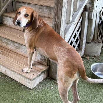 Lucille -  Hound Dog for Adoption in New Bedford, Massachusetts - Lucille | PetCurious