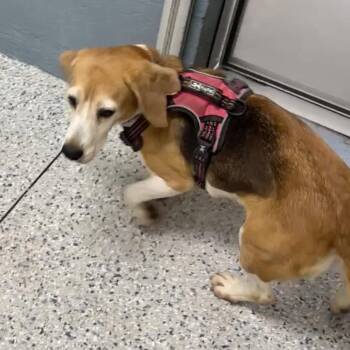 Petal 0423 -  Beagle Dog for Adoption in Freeport, Florida - Petal 0423 | PetCurious