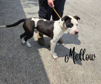 Rescue Pit Bull Terrier Dogs for Adoption in Marion, Indiana - Mellow | PetCurious
