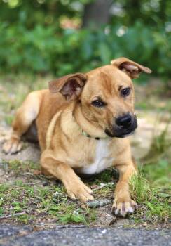 Clifford in NH. Come Meet our Adoptable Dogs Wednesday-Saturday. -  Retriever Dog for Adoption in Manchester, New Hampshire - Clifford In NH. Come Meet Our Adoptable Dogs Wednesday-Saturday. | PetCurious