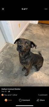 Rescue Basset Hound and Pit Bull Terrier Dogs for Adoption in Amarillo, Texas - Scooby | PetCurious