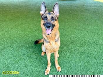 KOBA -  Mixed Breed Dog Available for Adoption in West Palm Beach, Florida - KOBA | PetCurious