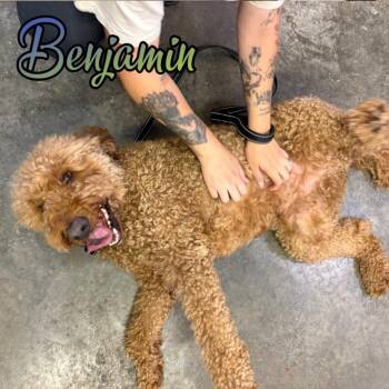 Benjamin Barker -  Poodle and Golden Retriever Dog for Adoption in Hillsboro, Ohio - Benjamin Barker | PetCurious
