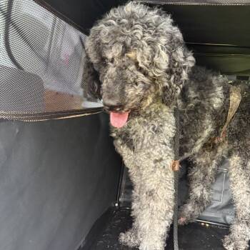 Prescott -  Poodle and Standard Poodle Dog for Adoption in Tampa, Florida - Prescott | PetCurious