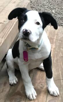 Elsie -  Border Collie Dog for Adoption in Honeoye Falls, New York - Elsie | PetCurious