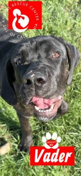 Vader -  Mastiff and Cane Corso Dog for Adoption in Coachella, California - Vader | PetCurious