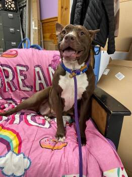 Missie (Mitsy) -  Staffordshire Bull Terrier Dog for Adoption in Glenfield, New York - Missie (Mitsy) | PetCurious