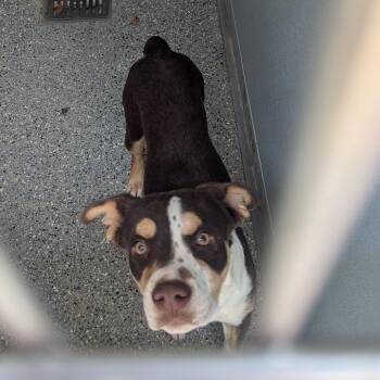 June -  Mixed Breed and None Dog for Adoption in Charlottesville, Virginia - June | PetCurious