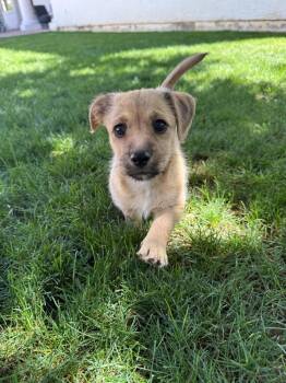 Dachshund and Chihuahua Dogs Available for Adoption - Freixenet | PetCurious