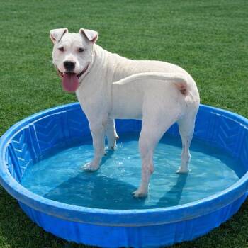 Max Cooper -  Staffordshire Bull Terrier and Terrier Dog for Adoption in Seguin, Texas - Max Cooper | PetCurious