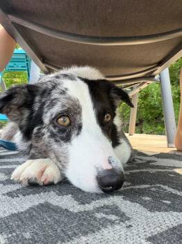 Bluey -  Australian Shepherd Dog for Adoption in Newmarket, Ontario - Bluey | PetCurious