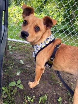 Lola -  Terrier and Chihuahua Dog for Adoption in Bedford Hills, New York - Lola | PetCurious