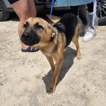 WHISPER 3330 -  German Shepherd Dog Dog for Adoption in Loxahatchee Groves, Florida - WHISPER 3330 | PetCurious