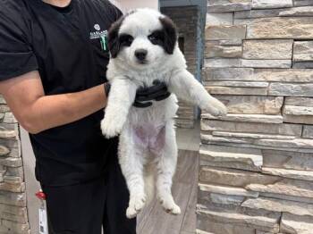Great Pyrenees and Alaskan Malamute Dogs Available for Adoption in Rowlett, Texas - VAL THUNDERSHOCK | PetCurious