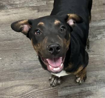 Rescue Mixed Breed Dogs for Adoption in Sequatchie, Tennessee - Niles | PetCurious