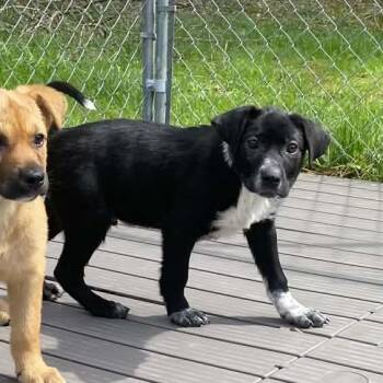 Black Labrador Retriever and Mixed Breed Dogs Available for Adoption in Jacksboro, Tennessee - Perry | PetCurious