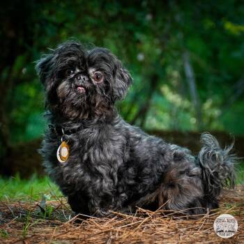 Tollie -  Shih Tzu Dog for Adoption in Fort Montgomery, New York - Tollie | PetCurious