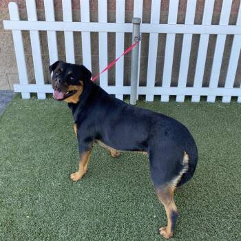 ROXIE RAIN -  Rottweiler Dog for Adoption in Modesto, California - ROXIE RAIN | PetCurious