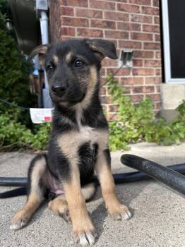 JellyBean -  German Shepherd Dog and Husky Dog for Adoption in Appin, Ontario - JellyBean | PetCurious