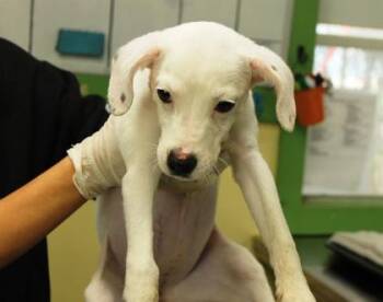 Pup Tart -  Terrier and Mixed Breed Dog for Adoption in Picayune, Mississippi - Pup Tart | PetCurious